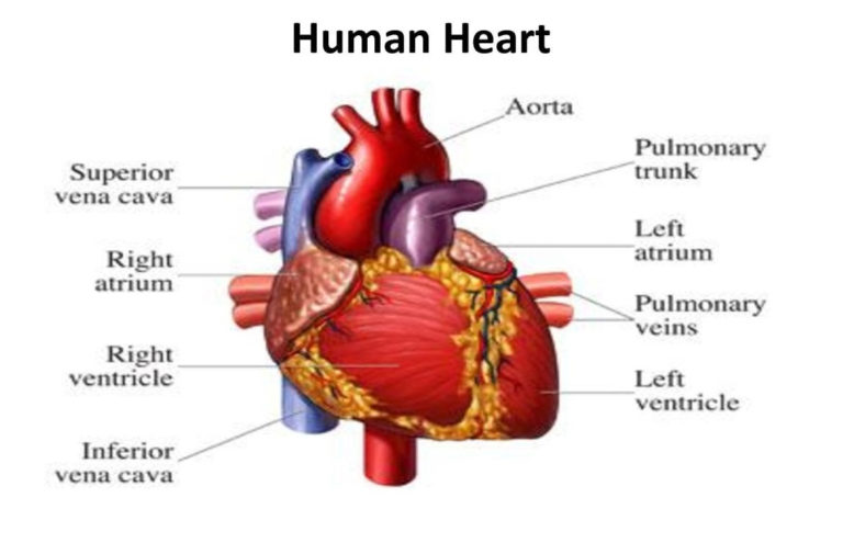 Main Functions of the Heart