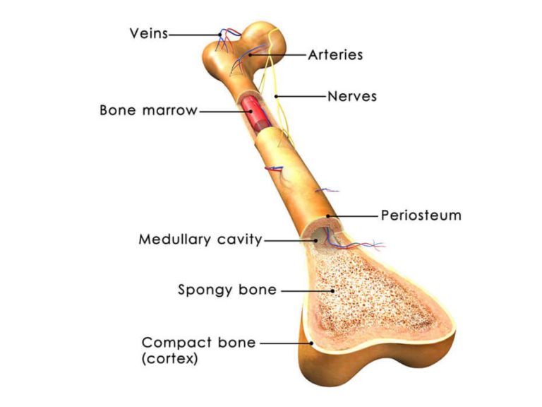 Bone Marrow Transplantation Treatment