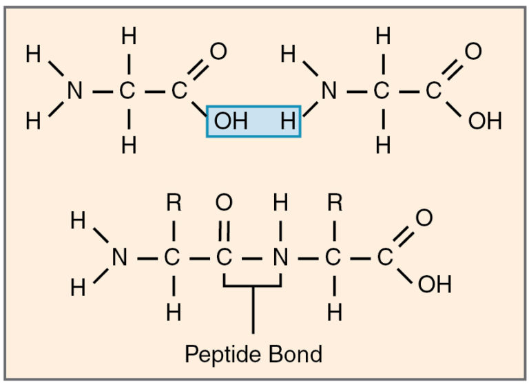 peptide bond