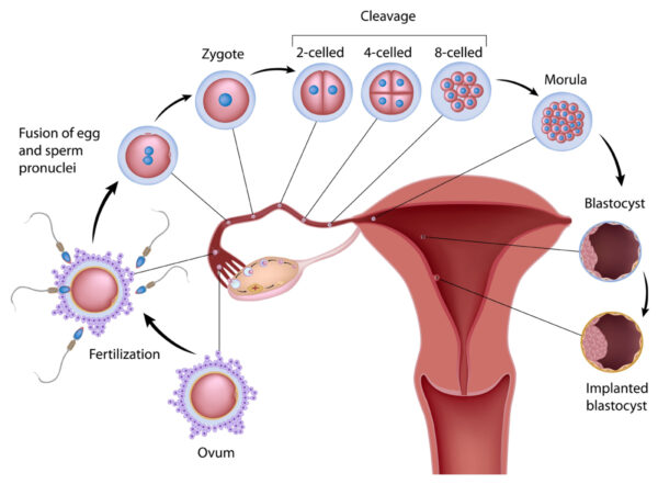 IVF Fertility Treatment