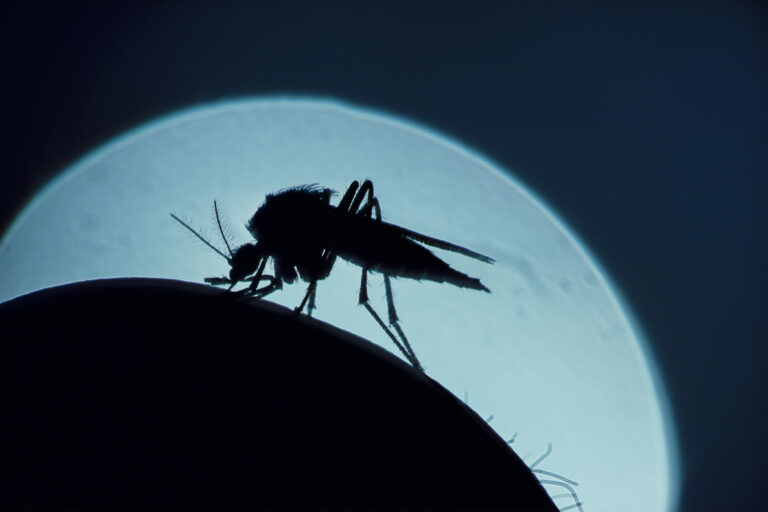 MRNA Tech that we use against Covid can help us finally defeat malaria