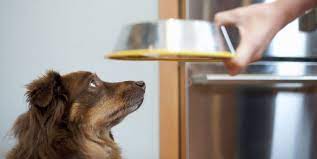 Dog food is pulled back at the risk of salmonella: which must be known by pet owners